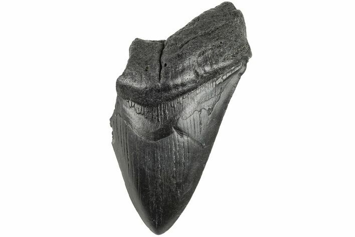 Partial, Fossil Megalodon Tooth #194052